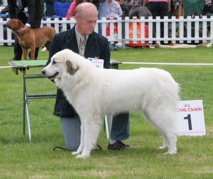 Pyreneese Berghond