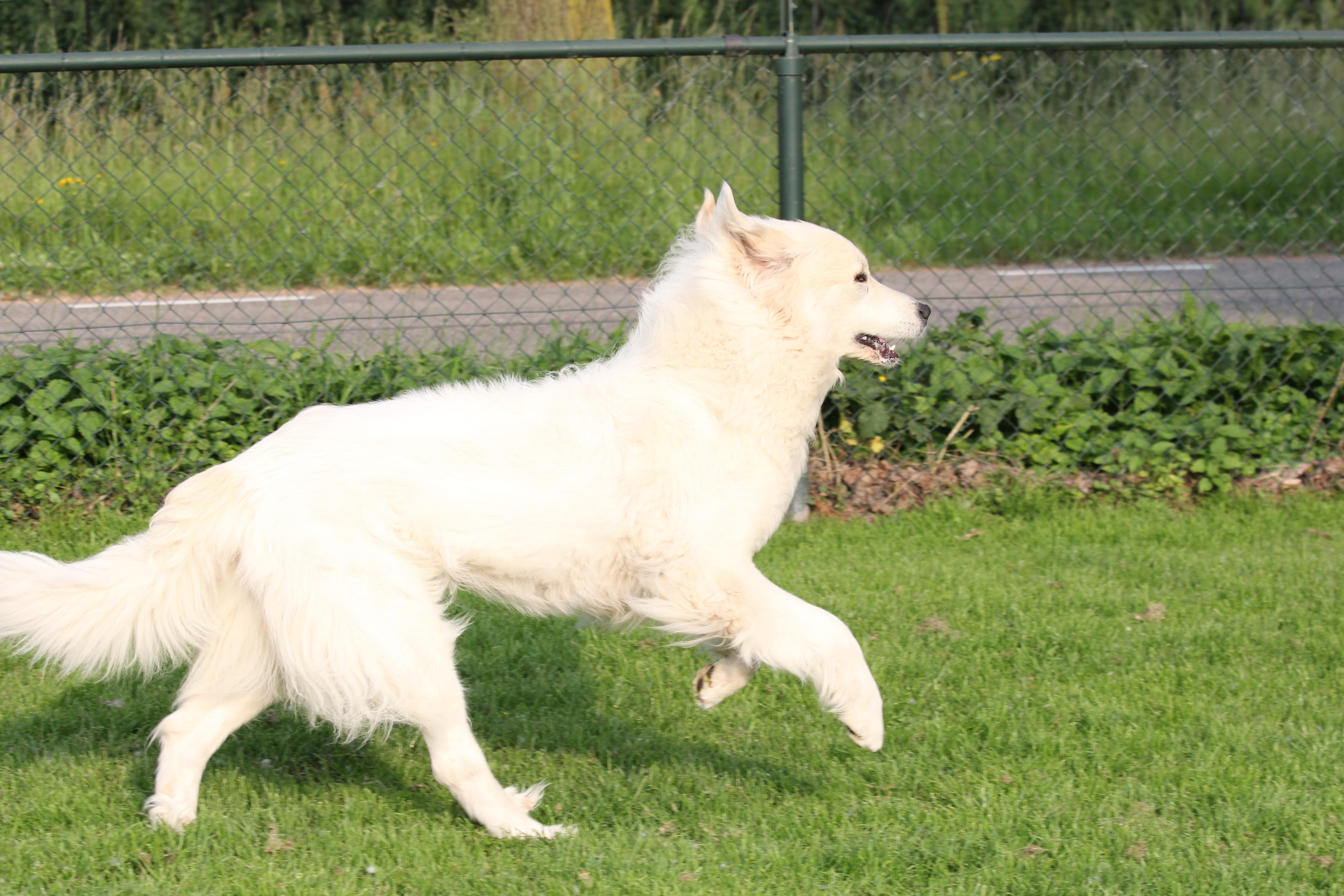 Pyreneese Berghond