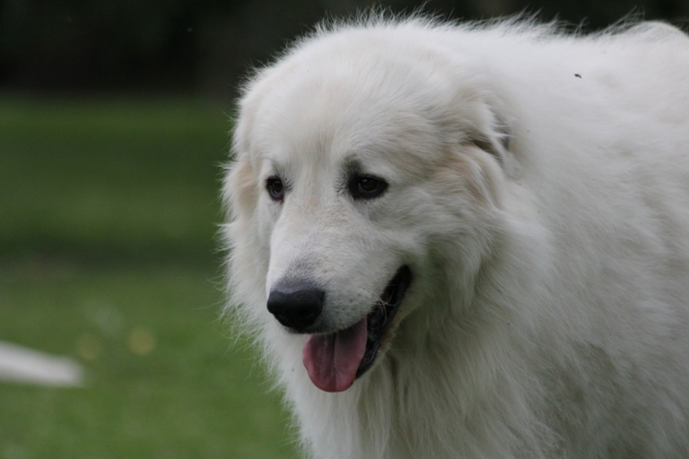 Pyreneese Berghond