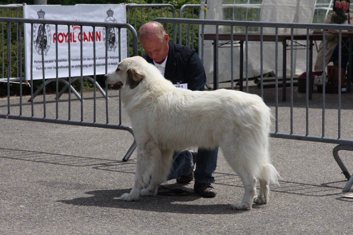 Pyreneese Berghond