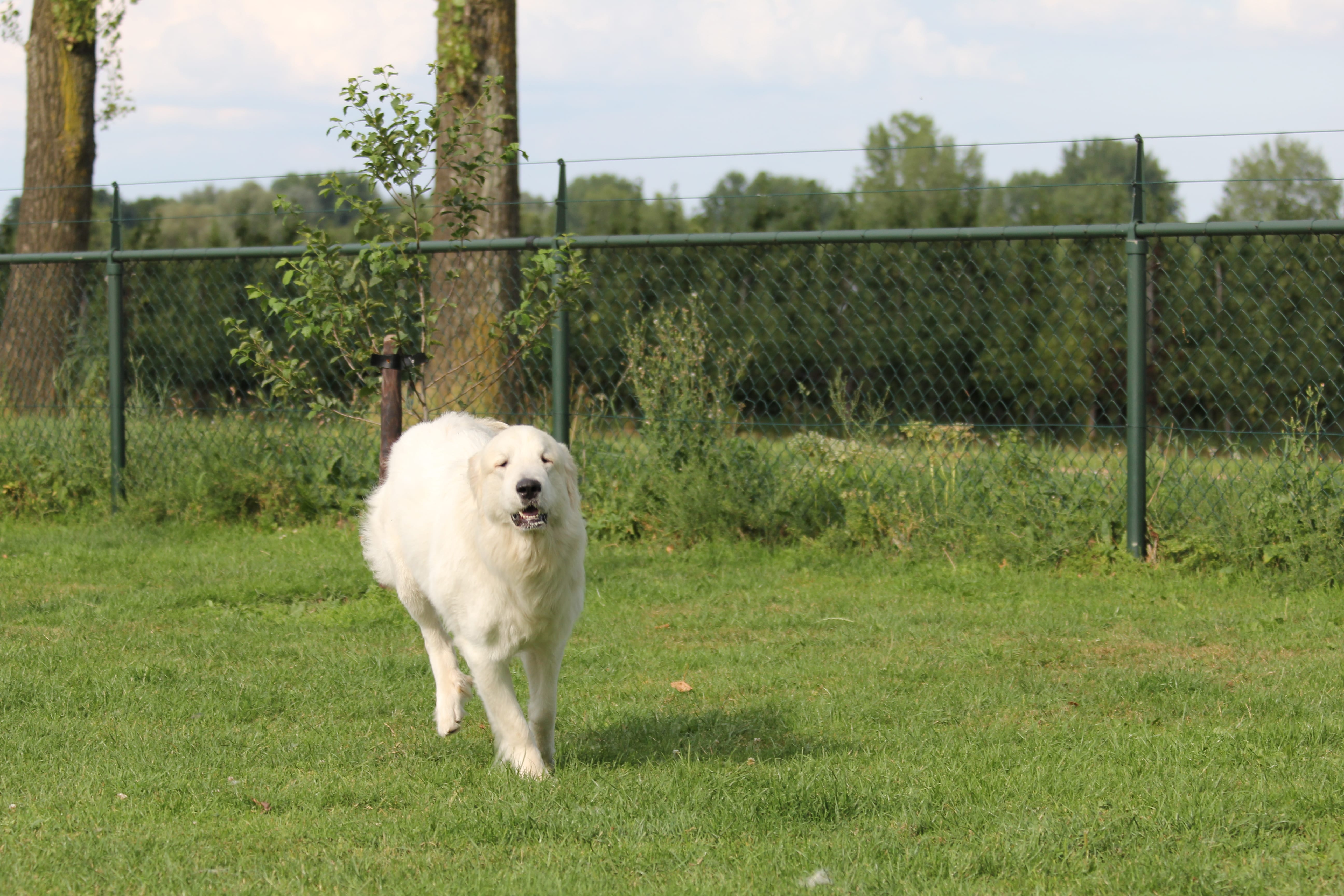 Pyreneese Berghond
