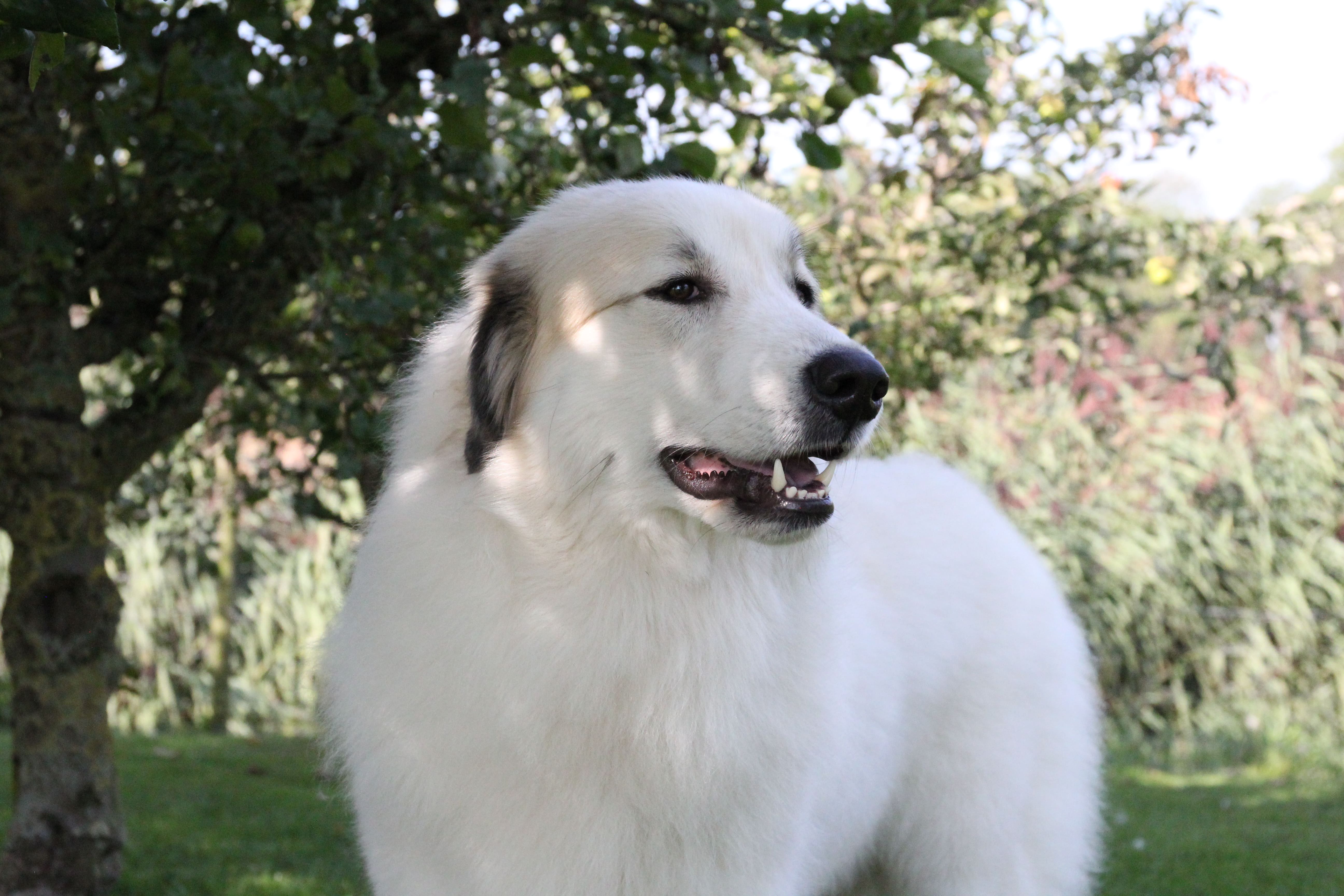 Pyreneese Berghond