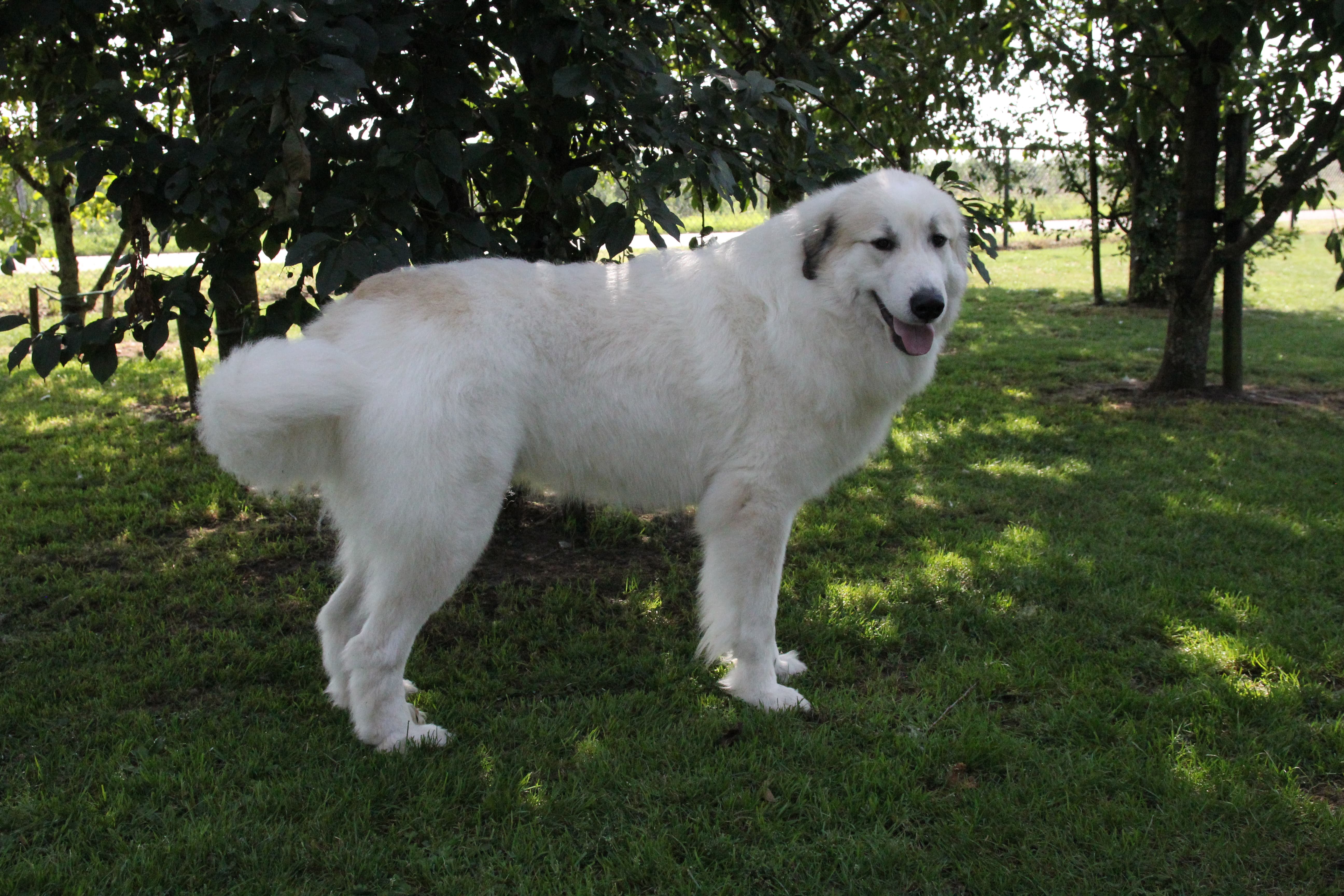 Pyreneese Berghond