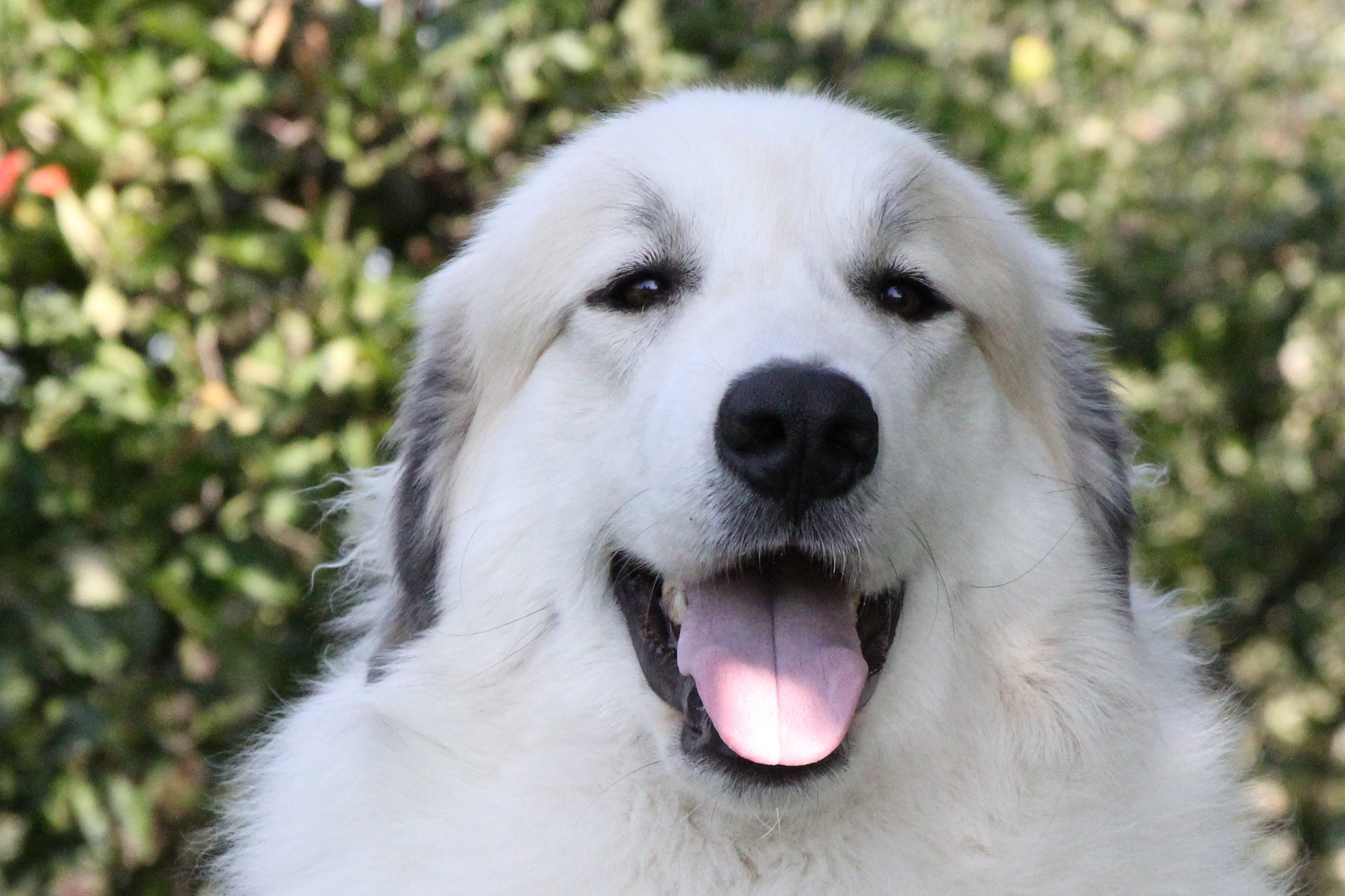 Pyreneese Berghond