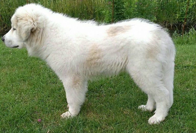 Pyreneese Berghond
