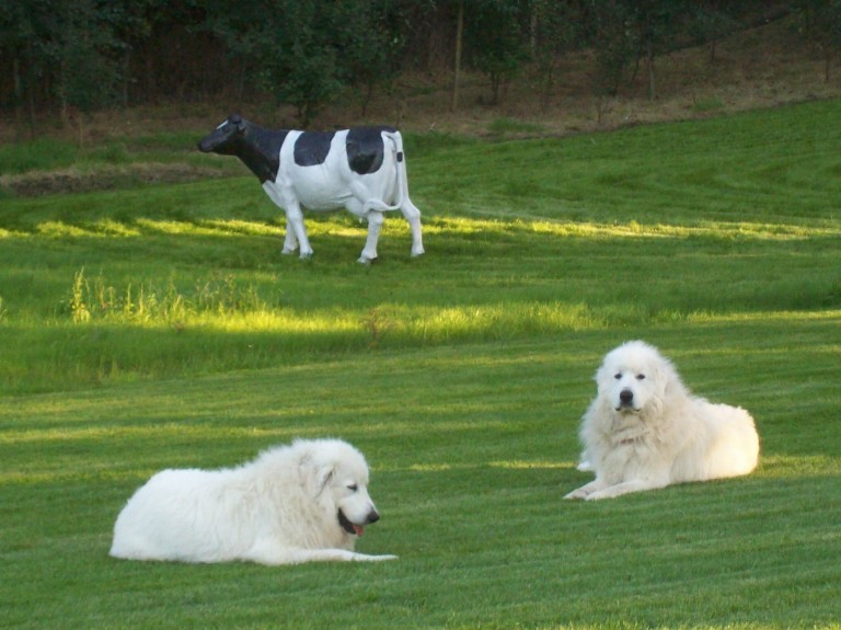 Pyreneese Berghond