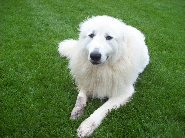 Pyreneese Berghond