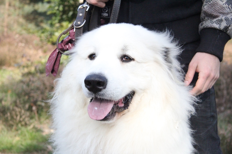 Pyreneese Berghond