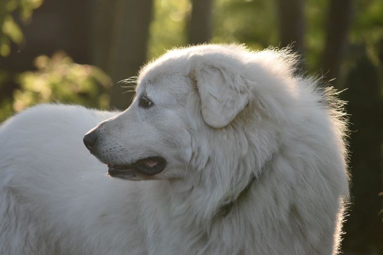 Pyreneese Berghond