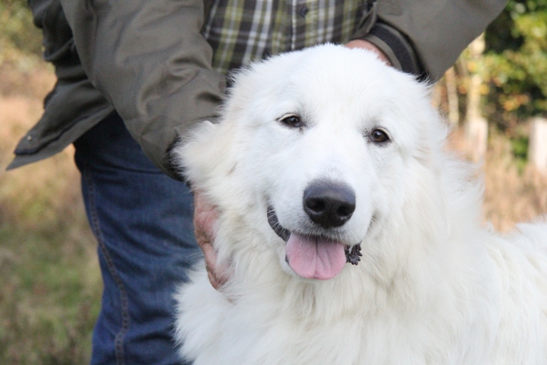 Pyreneese Berghond
