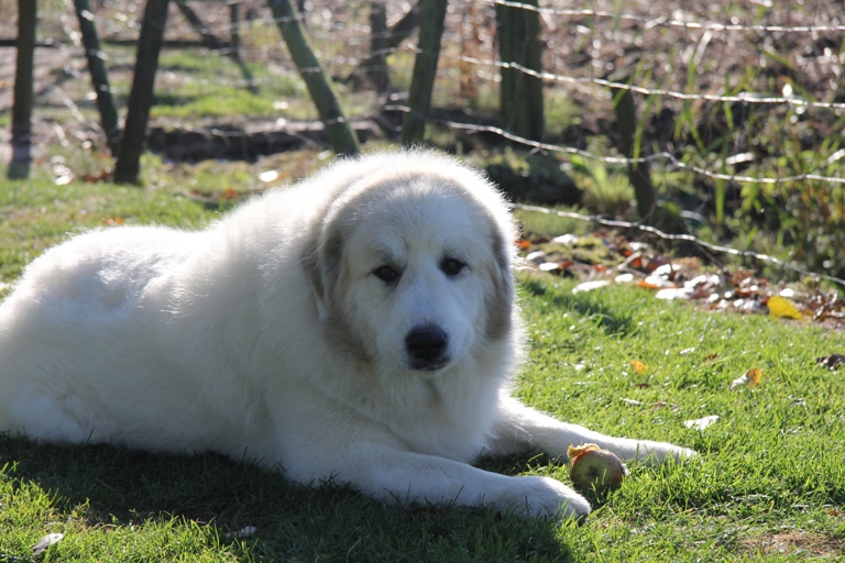 Pyreneese Berghond