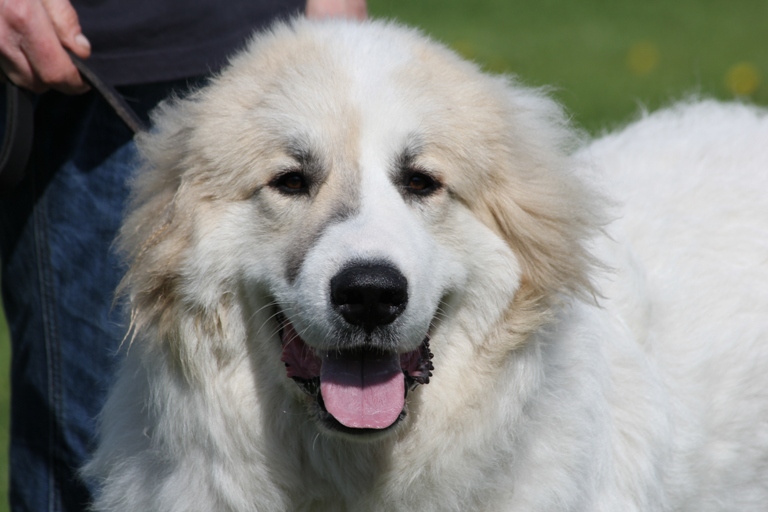Pyreneese Berghond