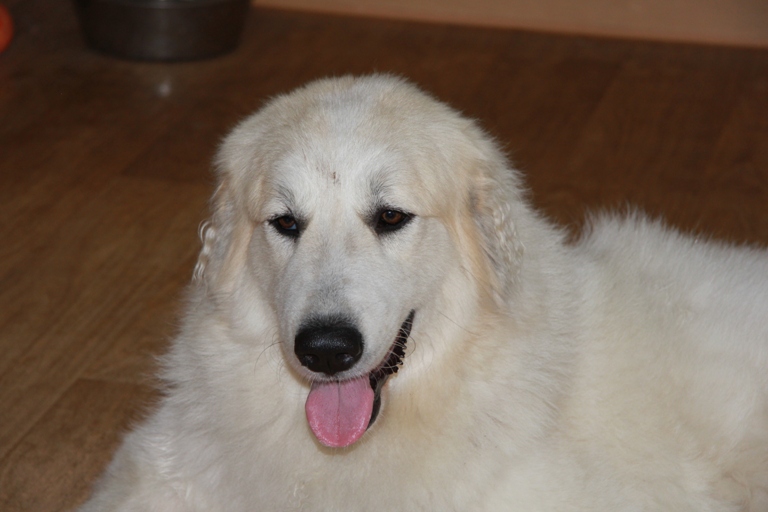 Pyreneese Berghond