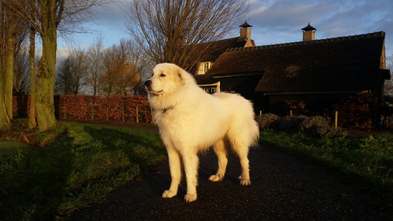 Pyreneese Berghond
