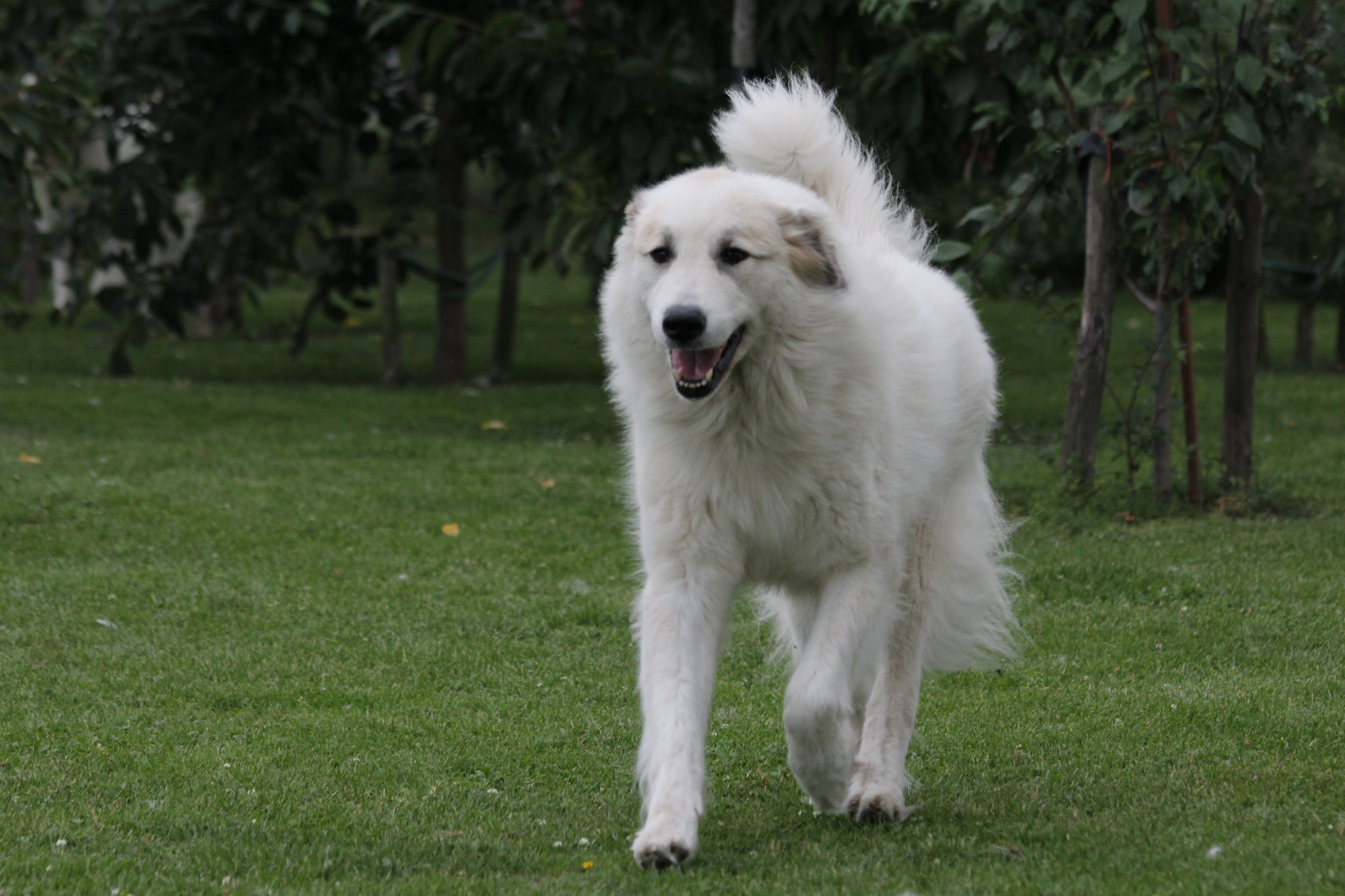 Pyreneese Berghond