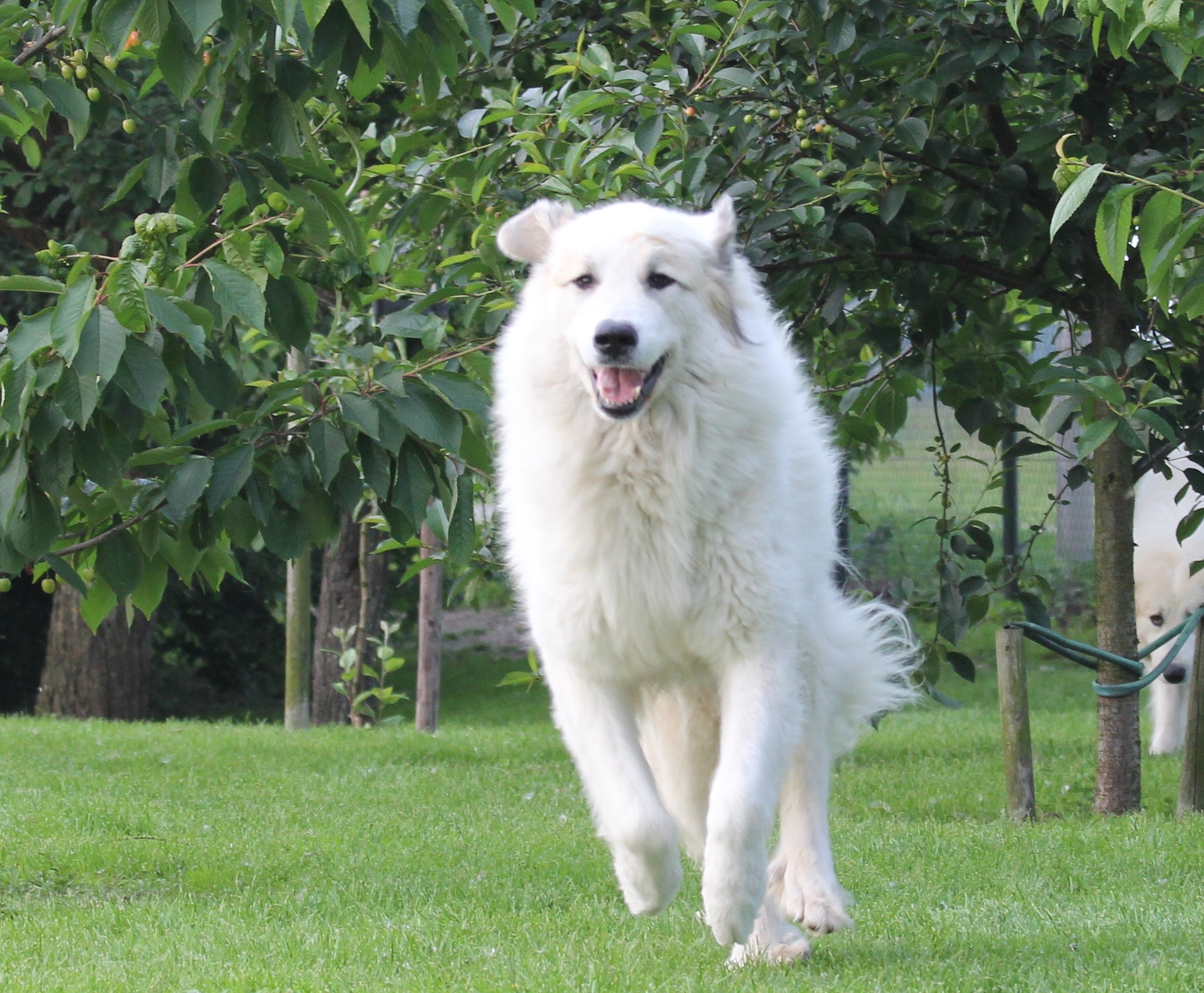 Pyreneese Berghond