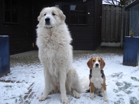 Pyreneese Berghond