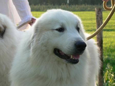 Pyreneese Berghond