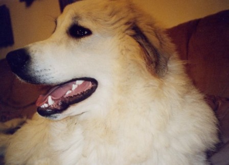 Pyreneese Berghond