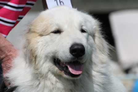 Pyreneese Berghond
