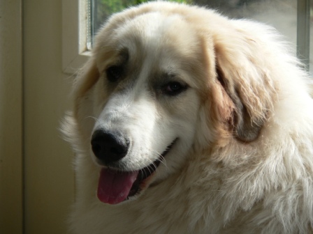 Pyreneese Berghond